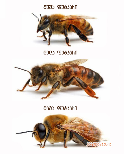 ფუტკრები, ფუტკარი
