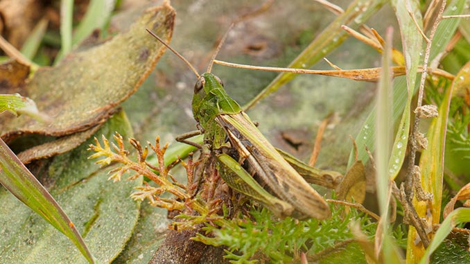 კალია, კუტკალია, ბრძოლა