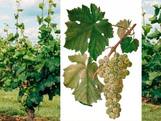 ვაზის, ჯიში, შასლა