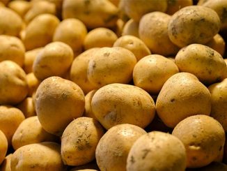 კარტოფილი, წარმოება, სახელმძღვანელო