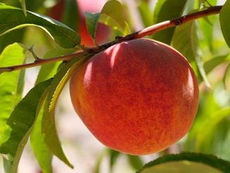 დანერგე, მომავალი