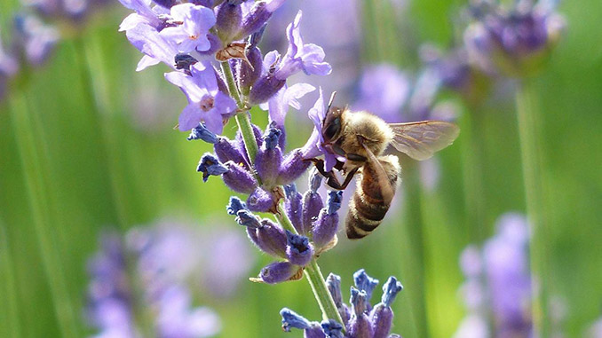მეფუტკრის, ზოგადი, გზამკვლევი
