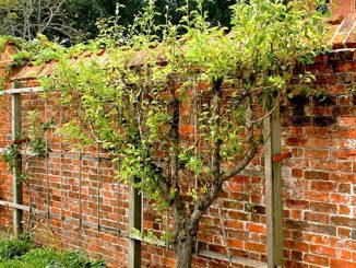 სინათლე, ბაღის, გაშენება