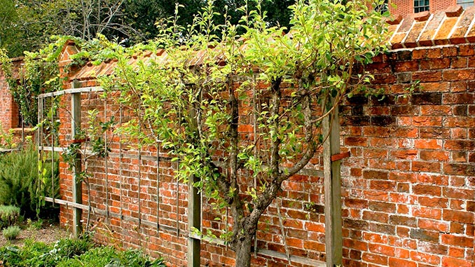 სინათლე, ბაღის, გაშენება