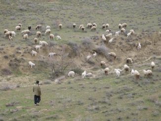 ცხვარი, მეცხვარე, მოვლა, ქართული