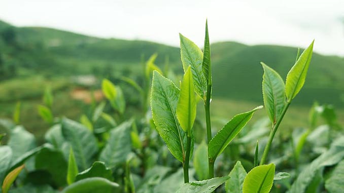 ჩაი, მწვანე, ოქრო, ქართული