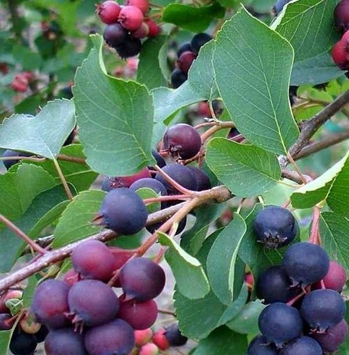 Саженцы Ирги Купить В Минске