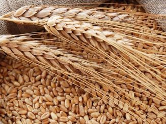 ხორბლის, იმპორტი