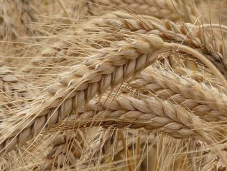 ფქვილის, ხორბლის