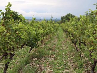 მევენახე