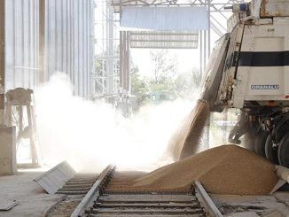 ხორბალს