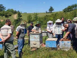 მეფუტკრე