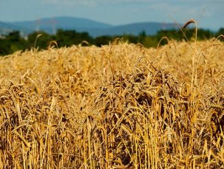 მოსავლის