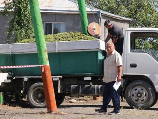 ყურძენი