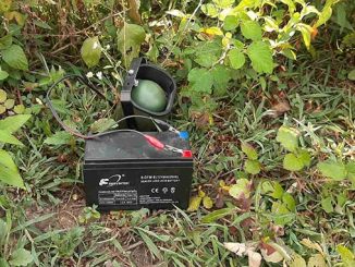 უკანონო, ნადირობის