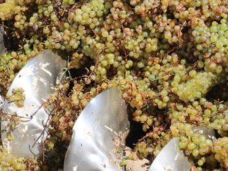 ყურძნის, ჩაბარება