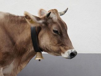 მეცხოველეობის