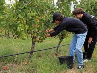 ჯიღაურა, ტრენინგი, სკოლა
