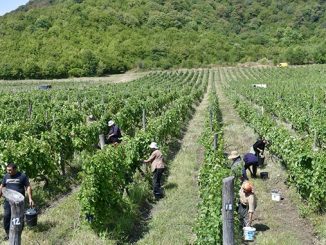 ყურძენი