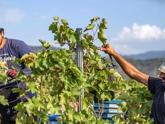 ყურძენი