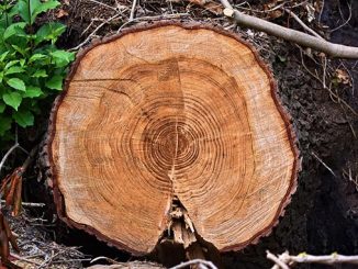 ტყითსარგებლობის