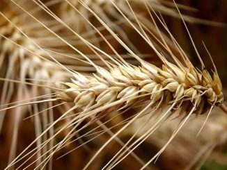 გრანტი, ტრადიციული, ჯიშებისთვის