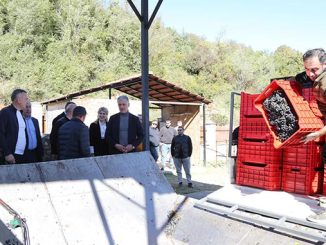 ალექსანდროულის, მუჯურეთულის, ჯიში