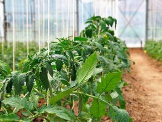 სასათბურე