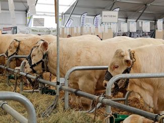 მეცხოველეობის