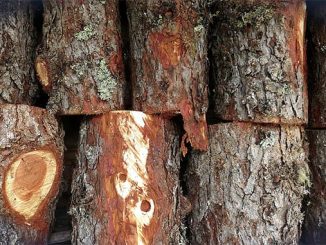 ტყითსარგებლობის