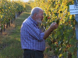 ქართული, ვაზის, ჯიშები