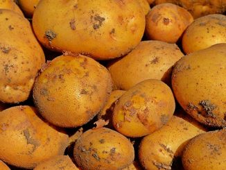 სასურსათო, კარტოფილი