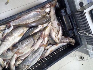 თევზი, უკანონო, თევზჭერა