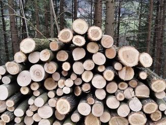 უკანონო, ტყითსარგებლობის