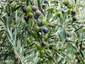 ზეთისხილის, ნერგები