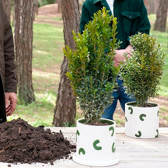 ბზის, მოჭრა, ჯარიმა