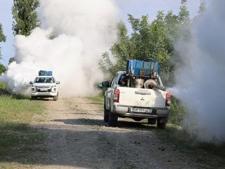 ამერიკული, თეთრი, პეპელა