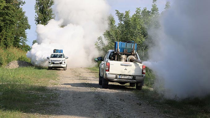 ამერიკული, თეთრი, პეპელა