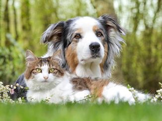 ცოფი, ვაქცინაცია