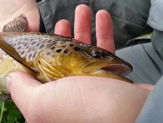 თევზის, დაავადებების, დიაგნოსტიკა