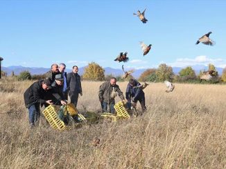 კოლხური, ხოხობი