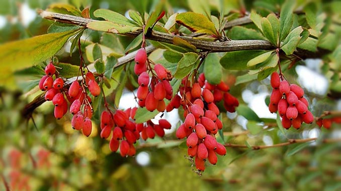 kowakhuri_khalkhuri_mkurnaloba_72626188171997291_002828919091829_77771618992001910