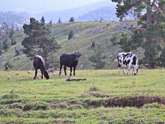 ქართული, მთის, ჯიშის, ძროხა