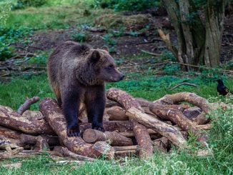 მურა, დათვი, საქართველოში