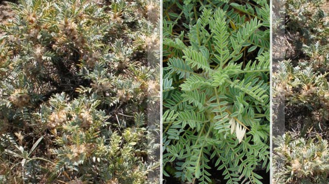 სამკურნალო