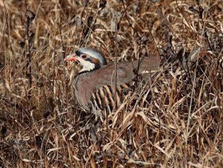 კაკაბი, ალგეთი