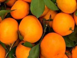 მანდარინის, ექსპორტი