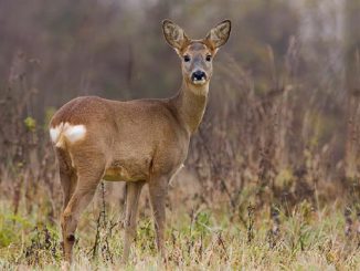 ევროპული, შველი, საქართველოში