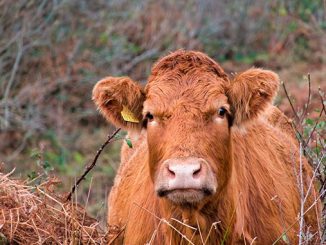ვეტერინარული, მანიპულაცია