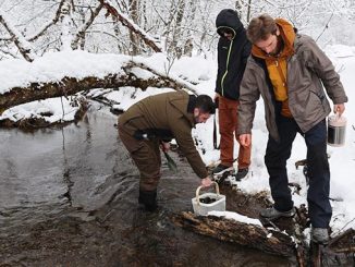 ლენტეხი, ნაკადულის, კალმახი